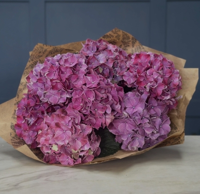Hydrangeas
