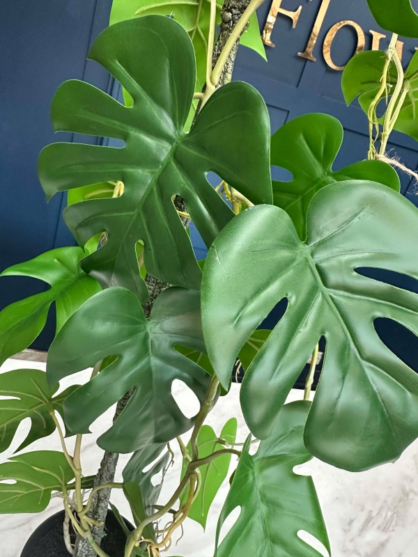 Monstera Plant