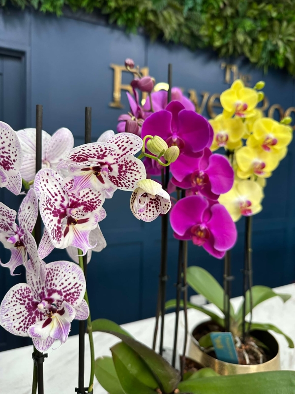 Orchid Plant