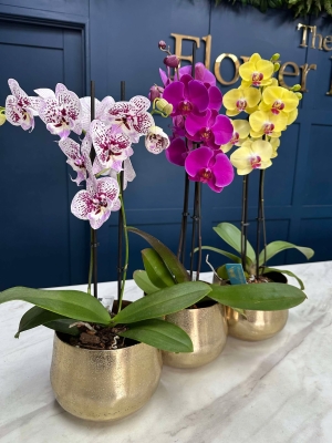 Orchid Plant
