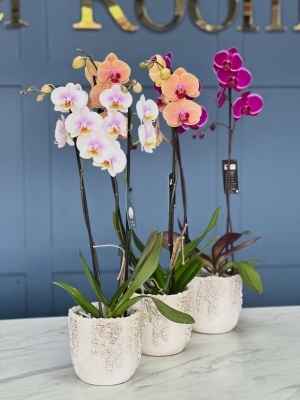 Orchid