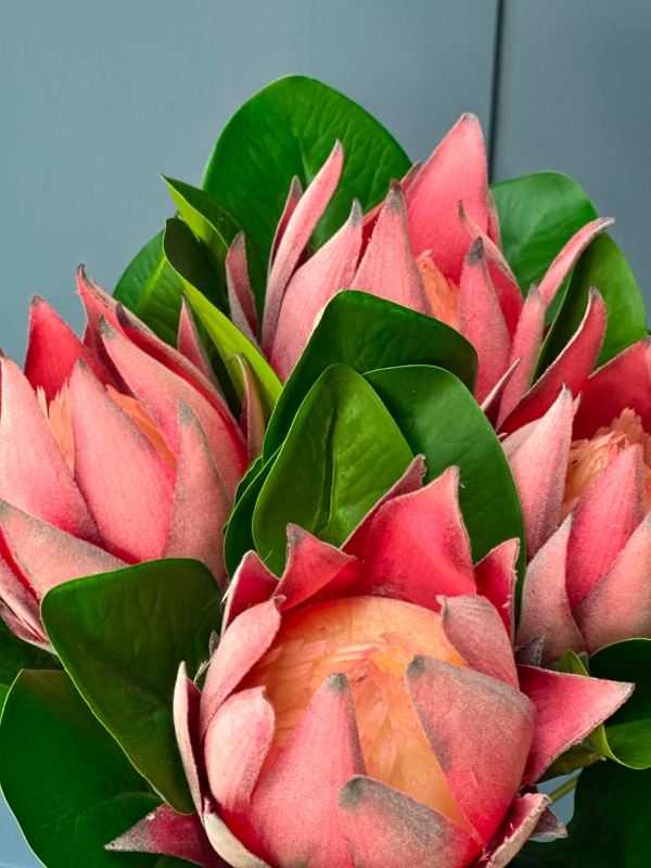 Protea stem