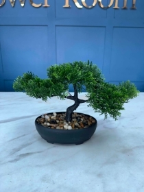 Bonzai Tree