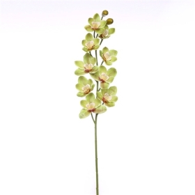 Cymbidium