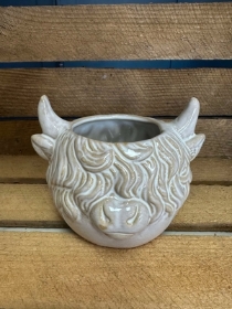 Highland Cow Head