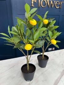 Lemon Tree