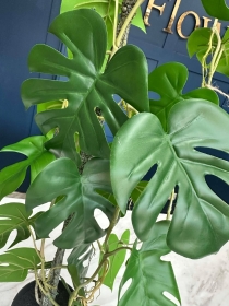 Monstera Plant