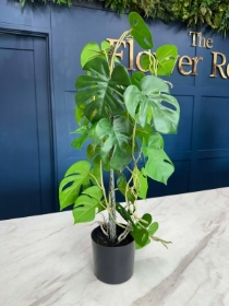 Monstera Plant