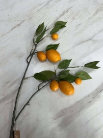 Orange Branch