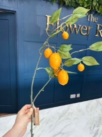Orange Branch