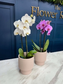 Orchid Plant