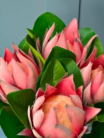 Protea stem