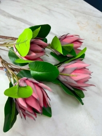 Protea stem